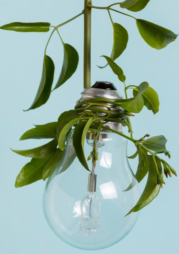 Bec cu planta verde, simbol al eficientei energetice